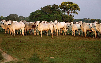 Minaçu 150 alq oportunidade