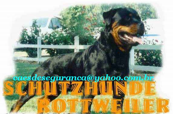 Foto 1 - locação- aluguel  de cães  proteçao e guarda