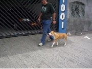 Adestramento de cães a domicilio Tatuapé