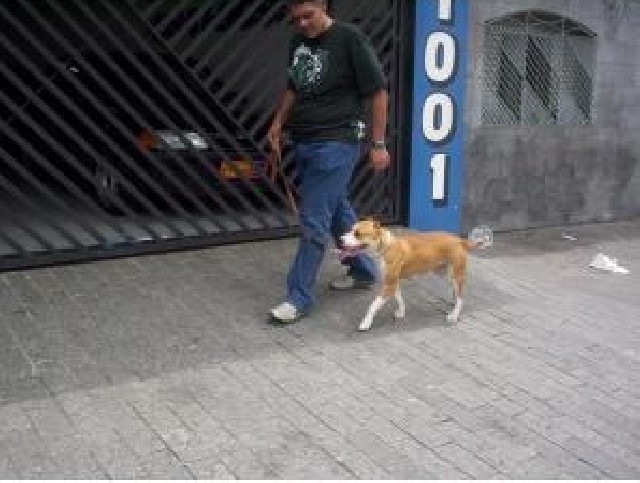 Foto 1 - Adestramento de cães a domicilio Tatuapé