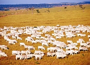 Fazenda em Goiás e Tocantins